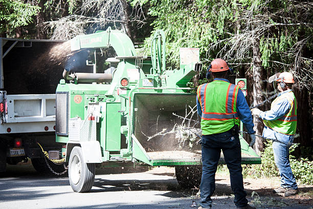 How Our Tree Care Process Works  in  Sunset, LA